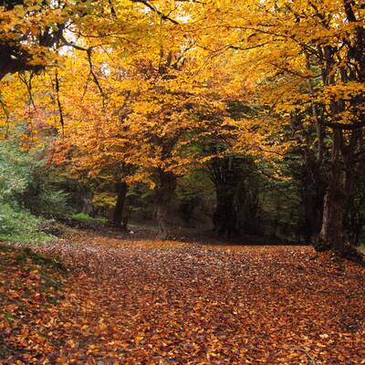 استان گلستان